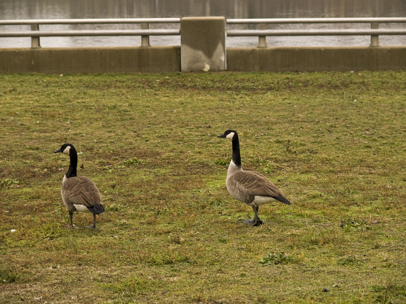 Cincinnati, Goose